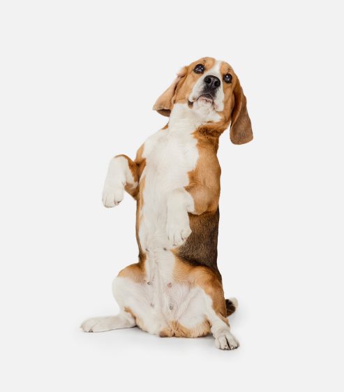 Begging. Portrait of funny active pet, cute dog Beagle posing isolated over white studio background. Concept of motion, action, pets love, animal life. Looks happy, delighted. Copyspace for ad.